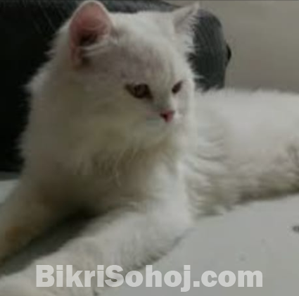 Persian male cat